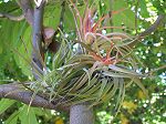 TILLANDSIA : BRACHYCAULIS VAR. ABDITA